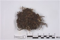 藏品(火山石蕊)的圖片